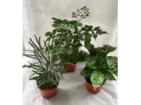 Pokojové rostliny Standard, pr. květináče 12 cm