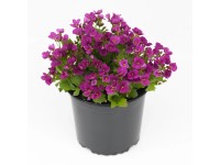 Q-Flower Husevník kavkazský (Arabis caucasica) pr. 10,5 cm