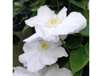 Plamének (Clematis Hybride) 