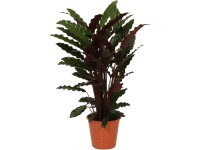 Grow by OBI Kalatea Wavestar, výška cca 70-85 cm, pr. květináče cca 19 cm Grow by OBI Kalatea Wavestar, výška cca 70-85 cm, pr. květináče cca 19 cm