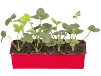 Jahodník Senga Sengana, 6 ks v platu