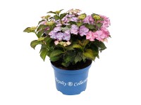 Hortenzie velkolistá Hortenzie velkolistá