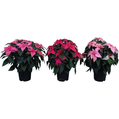 Vánoční hvězda různé barvy průměr květináče cca 12 cm