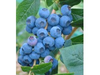 ARBOEKO Bursnice chocholičnatá (Vaccinium corymbosum) 