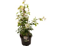 Vonné růže, pr. cca 23 cm