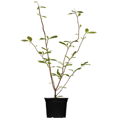 OBI Šácholan Soulangeův růžový výška cca 60-80 cm květináč cca 5 l Magnolia