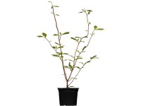 OBI Šácholan Soulangeův růžový výška cca 60-80 cm květináč cca 5 l Magnolia OBI Šácholan Soulangeův růžový výška cca 60-80 cm květináč cca 5 l Magnolia