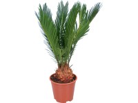 GROW by OBI Cykas japonský výška 45 cm průměr květináče 12 cm Cycas revoluta GROW by OBI Cykas japonský výška 45 cm průměr květináče 12 cm Cycas revoluta