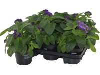 OBI Otočník průměr květináče cca 13 cm Heliotropium