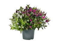 Hebe Andersonova (Hebe andersonii) 