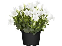 OBI Zvonek průměr květináče cca 19 cm Campanula OBI Zvonek průměr květináče cca 19 cm Campanula