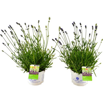 Levandule dvoubarevná průměr květináče cca 13 cm Lavandula