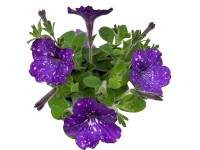 OBI Mix petúnií OBI Mix petúnií