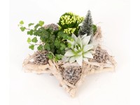 Zimní aranžmá rostlin v dekorativní hvězdě pr. květináče cca 29 cm