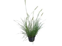 GROW by OBI Dochan psárkovitý (Pennisetum alopecuroides) GROW by OBI Dochan psárkovitý (Pennisetum alopecuroides)