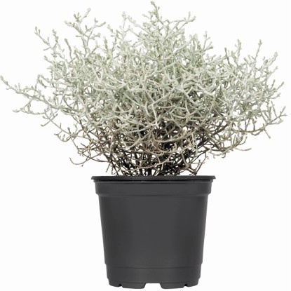 Drátovec stříbrně bílá průměr květináče: přibl. 12 cm