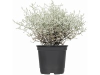 Drátovec stříbrně bílá průměr květináče: přibl. 12 cm