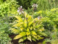 OBI Bohyška žlutá/pestrá pr. květináče cca 13 cm Hosta