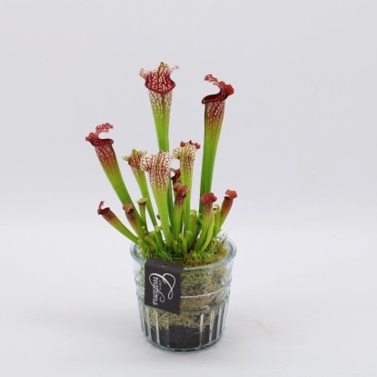 Špirlice (Sarracenia) ve skleněném květináči, pr. kv. cca 12 cm