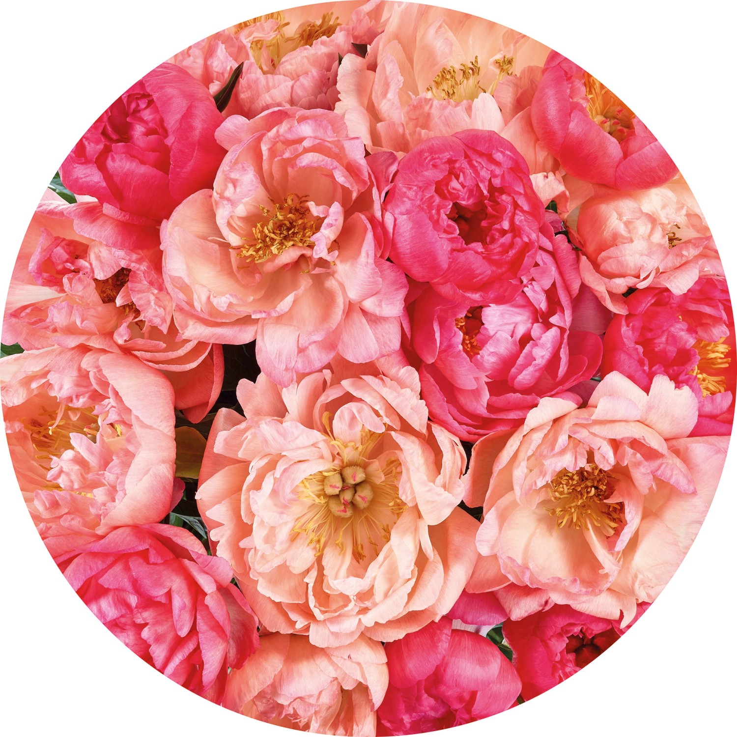 Komar Samolepicí vliesová fototapeta Dot Roseraie pr. 125 cm