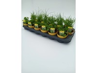 CZ-Flora Směs bylinek semenáče různé druhy pr. cca 9 cm