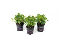 Pěnišník drobnokvětý (Rhododendron micranthum) Pěnišník drobnokvětý (Rhododendron micranthum)