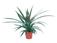 GROW by OBI Ananasovník průměr květináče cca 12 cm GROW by OBI Ananasovník průměr květináče cca 12 cm