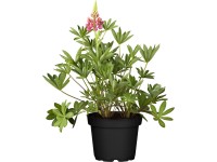 GROW by OBI Lupina (Lupinus), pr. květináče 13 cm GROW by OBI Lupina (Lupinus), pr. květináče 13 cm