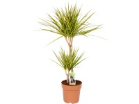 GROW by OBI Dračinec 