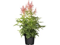 OBI Čechrava Arendsova 