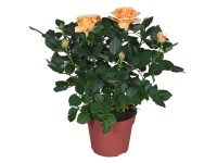 GROW by OBI Růže oranžová průměr květináče cca 13 cm GROW by OBI Růže oranžová průměr květináče cca 13 cm