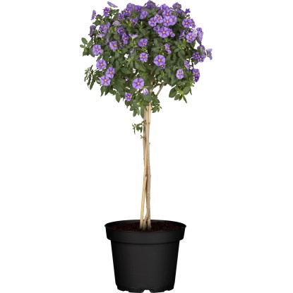 Lilkovník hořcokvětý na kmínku (Solanum rantonnetii), pr. kv. 21 cm, 100-120 cm