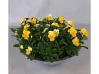 Violka rohatá (Viola cornuta) v zink.kv., různé barvy, 15 cm, pr. kv. cca 29 cm