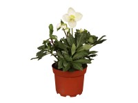 GROW by OBI Čemeřice černá (Helleborus niger) GROW by OBI Čemeřice černá (Helleborus niger)