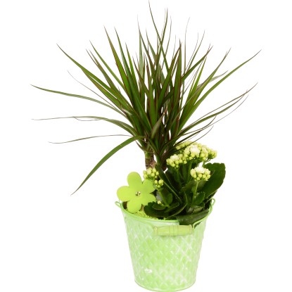 Aranžmá v zinkovém kbelíku různé barvy pr. květináče cca 13 cm