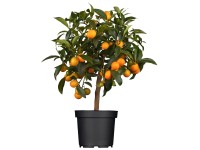 Citrus mix na kmínku, prům. květináče cca 15 cm