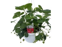 Naturfreund Jahodník velkoplodý (Fragaria ananassa) v závěs.květ., pr. 9,5 cm