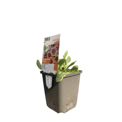 OBI Kokarda velkokvětá "Burgunder" červená pr. květináče cca 9 cm x 9 cm