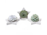 Dužnatka (Echeveria) na betonové hvězdě, různé druhy, pr. 26 cm Dužnatka (Echeveria) na betonové hvězdě, různé druhy, pr. 26 cm