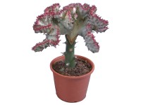 Kaktus Lactea průměr květináče cca 8,5 cm Kaktus Lactea průměr květináče cca 8,5 cm