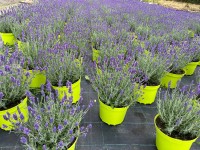 CZ-Flora Levandule lékařská (Lavandula angustifolia), pr. kv. 21 cm