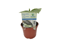 Okurka salátová (Cucumis sativus), pr. kv. 12 cm