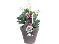 Čeměřice černá (Helleborus niger) v čedičovém květináči, pr. 12 cm