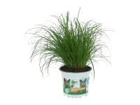 GROW by OBI Šáchor (Cyperus alternifolius) GROW by OBI Šáchor (Cyperus alternifolius)