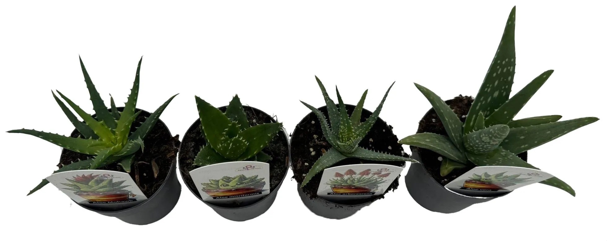 aloe gel haare Aloe Vera Gel – 100% Feuchtigkeit [Kühlend & Pur] main image 1
