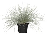 Landgard Kostřava popelavá (Festuca cinerea) 