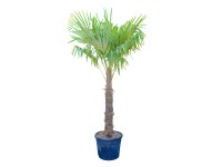 GROW by OBI Trachykarpus žíněný (Trachycarpus fortunei) výška 200 cm