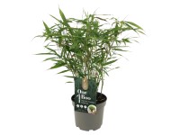 Bambus (Fargesia robusta) 