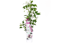 Plamének (Clematis hybride) 