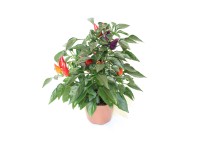 Okrasná paprika Capsicum, květináč pr. cca 9 cm